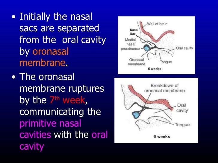 Separates the oral and nasal cavities foto 415